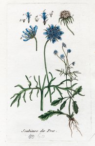 Wiesen-Witwenblume