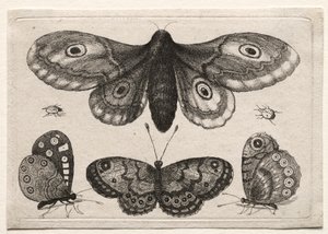 Muscarum Scarabeorum, vermiumque Variae Figure & Formae: Eine Motte, drei Schmetterlinge und zwei Käfer