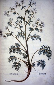 Myrrhis Odorata Fuchs: Kerbel Moschus - In „Naturgeschichte von Kakao und Zucker“ von Unknown artist