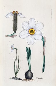 Narzisse