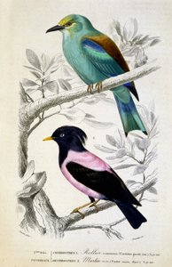 Naturgeschichtliche Tafel: Vögel: Rollier commun et martin rose - in „Werke von Buffon, T.5, ed. Fume Jouvet & Cie