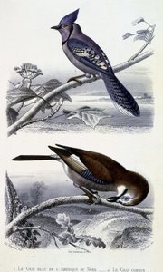 Naturgeschichtsplatte: Vögel: Der Blauhäher von Nordamerika und der Eichelhäher - in „Werke von Buffon“, T.5, ed. Fume Jouvet & Cie von Unknown artist