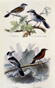 Naturgeschichtstafel: Vögel: Der Würger, die graue Elster, der Vanga und der Gonolek - in Werken von Buffon, T.5, ed. Jouvet & Cie