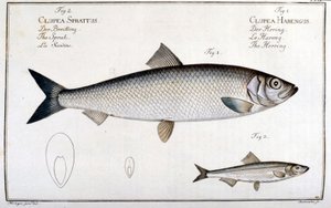 Naturgeschichtstafel: Hering (1) und Sardine (2) von Marc Elieser Bloch Ichthyologie Paris - Berlin - London 1787