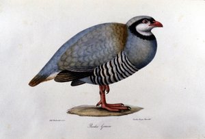 Naturgeschichtstafel, die ein griechisches Rebhuhn darstellt. Gravur des 19. Jahrhunderts.