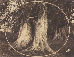 Eichenbäume auf einem Friedhof von Unknown artist