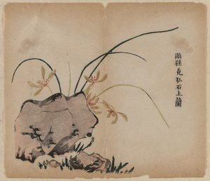Orchidee auf Felsen