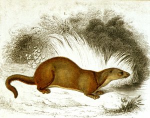 Otter - Farbgravur. Gravur, 19. Jahrhundert