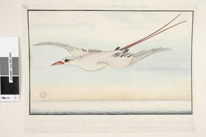 Seevogel von Unknown artist