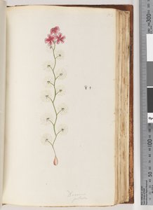 Seite 103. Drosera peltata