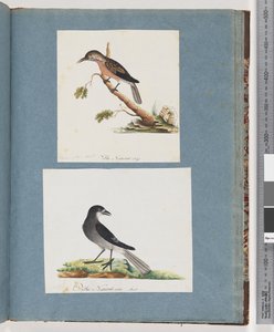Seite 103. Unidentifizierter Vogel. Honigfresser. 104. Unidentifizierter Vogel