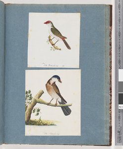 Seite 105. Rotbrauenfink. 106. Unidentifizierter Vogel