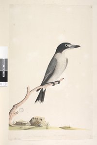Seite 10. Vanga. unten in der Mitte in anderer Hand Natürliche Größe, Iris zweifelhaft Grauer Metzger, Vogel Cracticus torquatis männlich, 1791-92