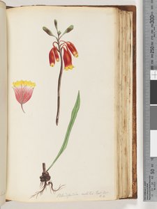Seite 110. Blandfordia nobilis Exot. Bot / t. 4. Weihnachtsglocke von Unknown artist