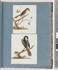 Seite 113. Unbekannter Vogel. 114. Unbekannter Vogel von Unknown artist