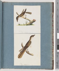Seite 117. Unidentifizierter Vogel. 118. Unidentifizierter Vogel