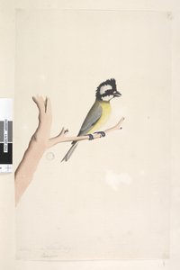Seite 11. Lanius. über dem Titel in anderer Hand Oktober. Natürliche Größe Haubenwürger, Meise Falcunculus frontatus, 1791-92