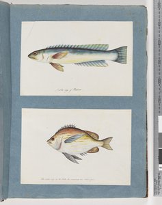 Seite 11. Unidentifizierter Fisch. 12. Unidentifizierter Fisch von Unknown artist