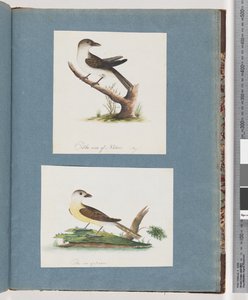 Seite 121. Unbekannter Vogel. 122. Unbekannter Vogel