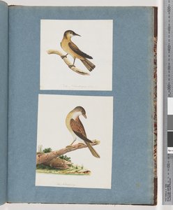 Seite 125. Unbekannter Vogel. 126. Unbekannter Vogel