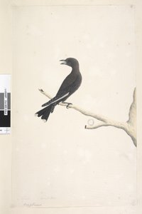 Seite 12. Ocypterus. über dem Titel in anderer Handschrift April, natürliche Größe Dusky Wood, Swallow Artamus cyanopterus