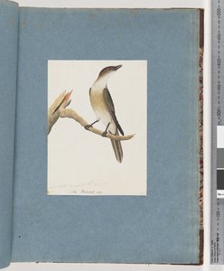 Seite 137. Unbekannter Vogel, möglicherweise der Harmonic Thrush