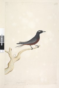Seite 13. Ocypterus. über dem Titel in anderer Hand Dezember. Natürliche Größe Weißbrauen-Schwalbenstar Artamus superciliosus, männlich, 1791-92