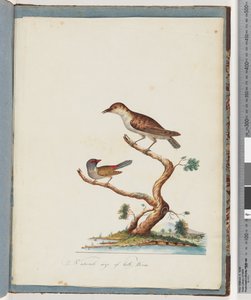 Seite 140. 1. Unbekannter Vogel. 2. Rotbrauenfink