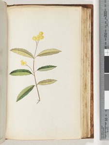 Seite 140. Unbekannte Blume, Oktober 1794
