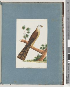 Seite 141. Unidentifizierter Vogel