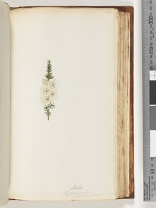Seite 145. Alela / Leptospermum ambiguum von Unknown artist