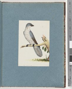 Seite 145. Unbekannter Vogel