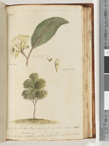 Seite 149. Natürliche Größe, eine Art des roten Gummibaums, in N.S.W. allgemein als Mahagoni bekannt von Unknown artist