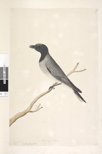 Seite 14. Ceblephyris. oben in anderer Handschrift August. Natürliche Größe Kleiner Kuckuck, Shrike? Coracina robusta, 1791-92