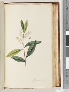 Seite 151. Elaeocarpus von Unknown artist