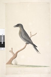 Seite 15. Ceblephyris. Natürliche Größe. Grauer Flötenvogel Strepera versicolor
