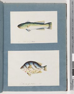 Seite 15. Unbekannter Fisch 16. Unbekannter Fisch von Unknown artist