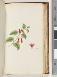 Seite 169. Unbenannte Blütenpflanze