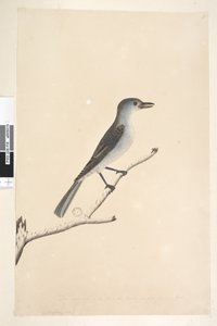 Seite 16. Ceblephyris entlang des unteren Randes in anderer Hand Die gleiche Größe wie der Vogel, von dem die Zeichnung stammt. April Grauer Flötenvogel Colluricincla harmonica, 1791-92