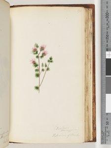 Seite 170. Decandria monogynia. Kalmoides von Banks
