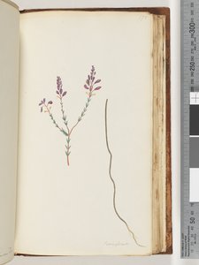 Seite 175. Comaspernia