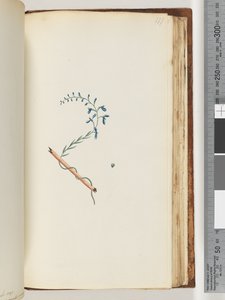 Seite 177. Unbekannte Pflanze von Unknown artist