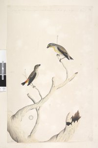 Seite 17. Pardalotus. entlang des oberen Randes in anderer Hand August. Beide in natürlicher Größe gezeichnet. hinzugefügt in dritter Hand & soll von einer anderen Art sein Gefleckter Pardalote und Östlicher Gestreifter Pardalote Pardalotus punctatus und P