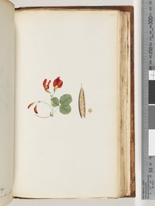 Seite 181. Eine Kletterpflanze, die um Bäume und Sträucher wächst von Unknown