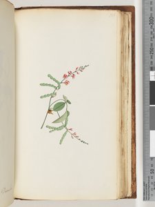 Seite 186. Blütenpflanze, eine Kletterpflanze von Unknown artist