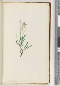 Seite 18. Conospermum longifolium, Langblättrige Coneseeds