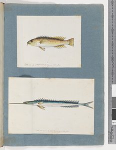 Seite 1. Unidentifizierter Fisch. 2. Unidentifizierter Fisch von Unknown artist