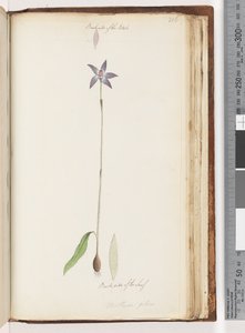 Seite 206. Rückseite der Blütenblätter. Rückseite des Blattes. Arethusa pilosa / Wachs-Lippen-Orchidee von Unknown artist