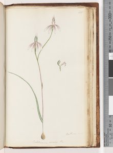 Seite 208. Arethusa certe? Caladenia carnea Br / Rosa Finger-Orchidee