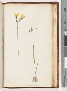 Seite 211. Form von Diuris aurea / Goldene Esel-Orchidee